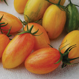 Blush, Organic Tomato Seeds