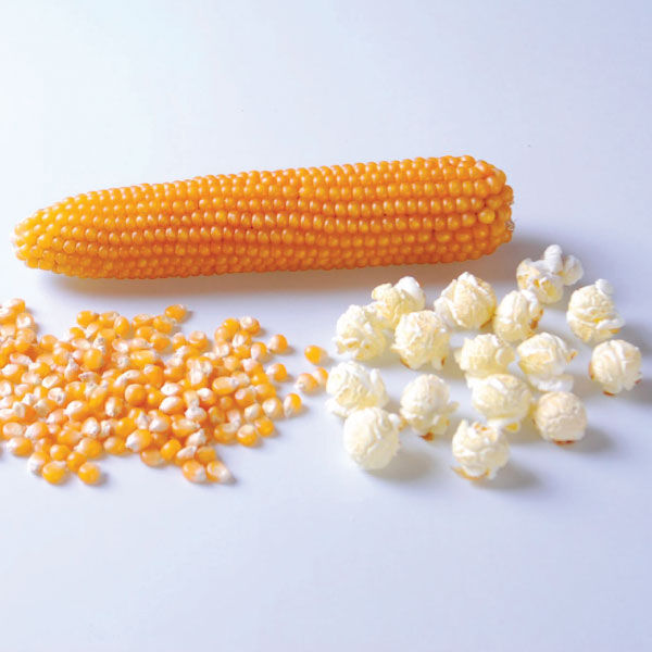 Dakota Ivory Perle Corn ~30 Top Quality Seeds Unique NON-GMO Corn MEGA RARE 