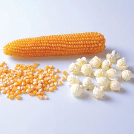 R400 Popcorn, (F1) Corn Seed