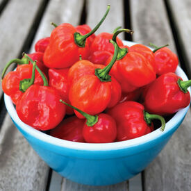 Red Scotch Bonnet, Pepper Seeds