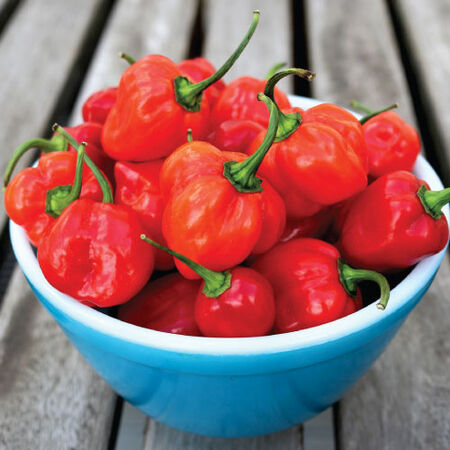 Red Scotch Bonnet, Pepper Seeds - Packet image number null