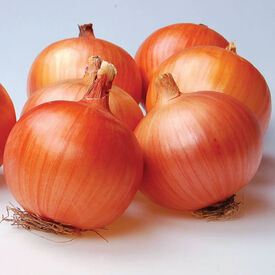 Caliber, (F1) Onion Seeds