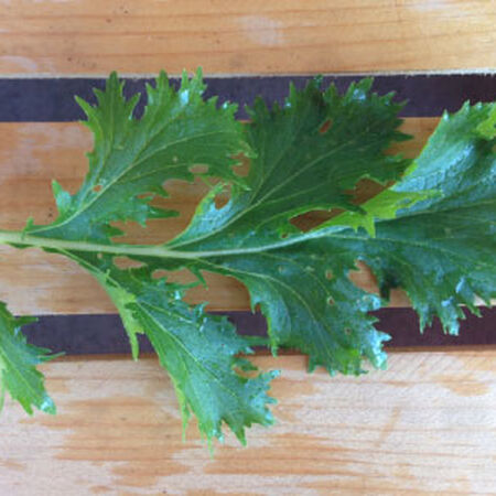 Mizuna Green Mustard Seed, Greens - Packet image number null
