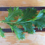 Mizuna Green Mustard Seed, Greens - Packet thumbnail number null