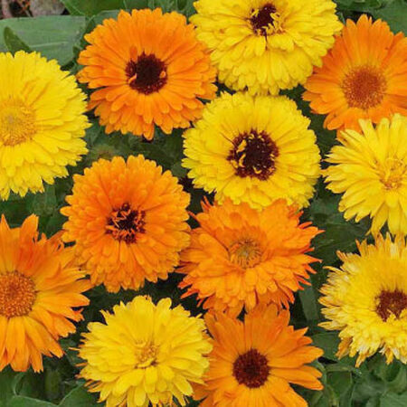 Pacific Beauty Mix, Calendula Seeds - Packet image number null