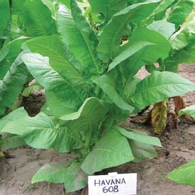 Havana 608, Tobacco Seed
