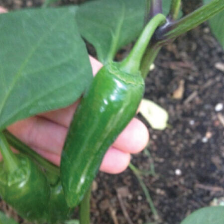 Early Jalapeno, Pepper Seeds - Packet image number null