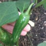 Early Jalapeno, Pepper Seeds thumbnail number null