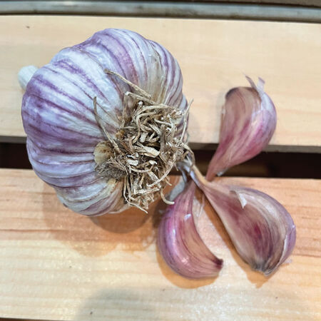 Bogatyr, Garlic Bulb image number null