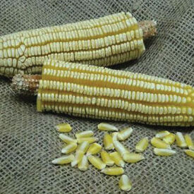 Pencil Cob, Corn Seed