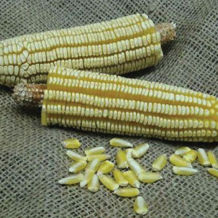 Pencil Cob, Corn Seed - 5 Pounds image number null