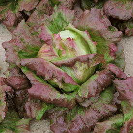 Chrystal Batavian, Lettuce Seeds