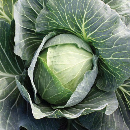 SuperStar, (F1) Cabbage Seeds - Packet image number null