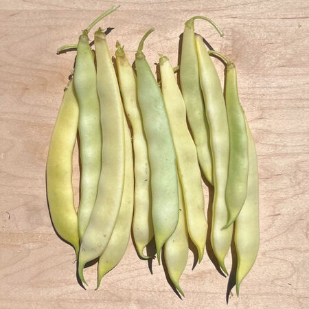 Capitano, Bean Seeds - Packet image number null