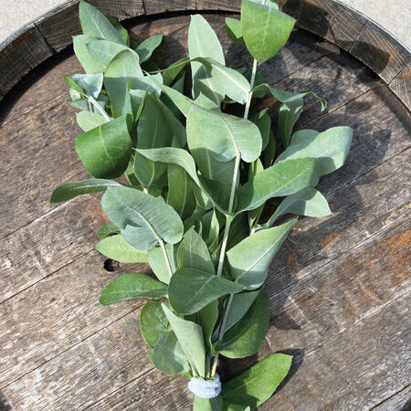 Blue Gum, Eucalyptus Seeds - Packet image number null