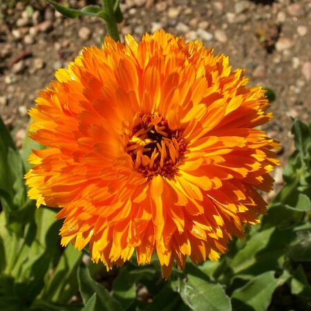 Balls Orange, Calendula Seeds - Packet image number null