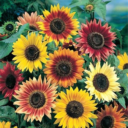 Autumn Beauty, Sunflower Seeds - Packet image number null