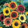 Autumn Beauty, Sunflower Seeds - Packet thumbnail number null
