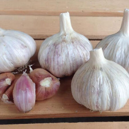 Italian Red, Garlic Bulbs image number null