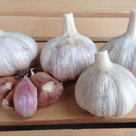 Italian Red, Garlic Bulbs