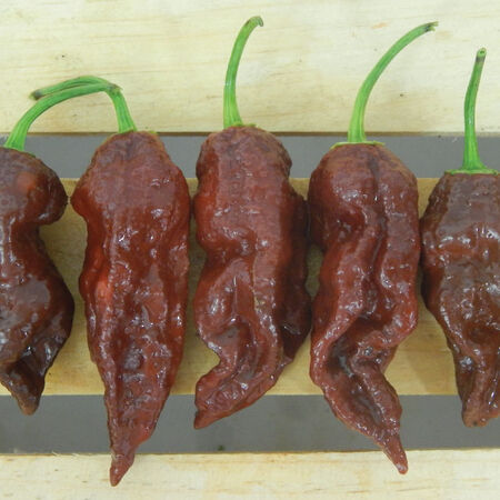 Chocolate Bhut Jolokia, Pepper Seeds - Packet image number null