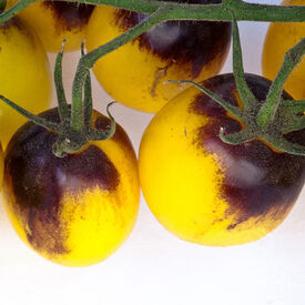 Indigo Sun, (F1) Tomato Seeds