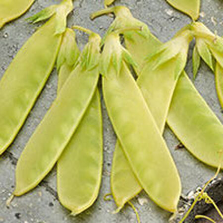 Golden Sweet, Organic Pea Seeds - Packet image number null