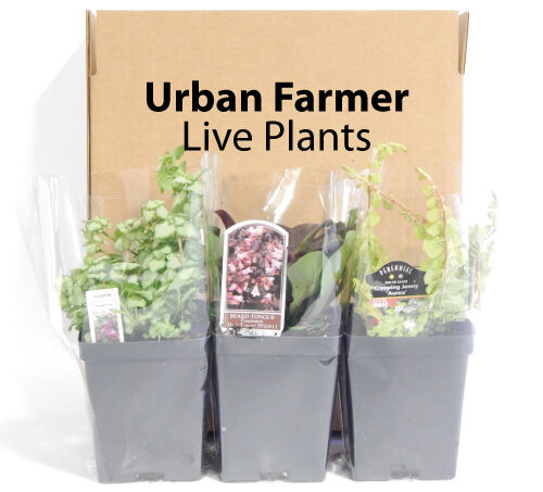Urban Farmer Jewel Raspberry Plants