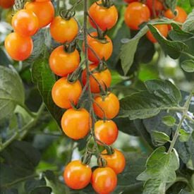 Profi Frutti™ Mandarin, (F1) Tomato Seeds