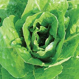 Giant Caesar, Lettuce Seeds