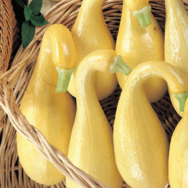 Yellow Crookneck, Squash Seeds