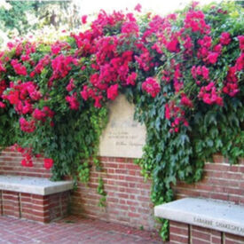 Red Climbing, Rose Seeds