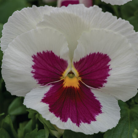 White with Rose Blotch Spring Grandio, (F1) Pansy Seeds - Packet image number null