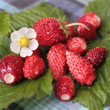 colored strawberry seeds Double the Color Strawberry Duo Packet