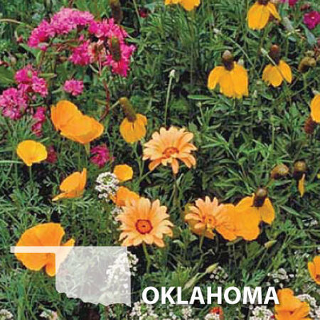 Wildflower Gardening in Oklahoma