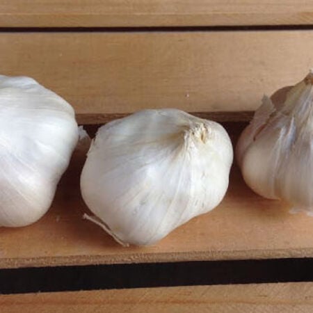 California Early, Garlic Seed - 1 Pound image number null