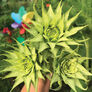 SunFill™ Green, (F1) Sunflower Seeds - 250 Seeds thumbnail number null