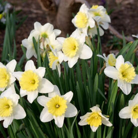 Ice Follies, Container Flowers