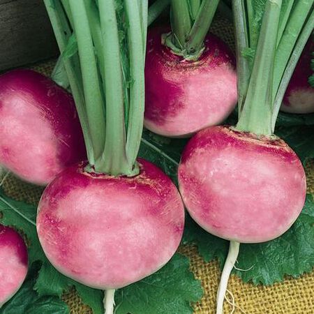 Pink Beauty, Radish Seeds - Packet image number null