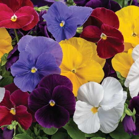 Clear Mix Spring Grandio, (F1) Pansy Seeds - Packet image number null