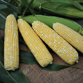Cadence XR, (F1) Corn Seed