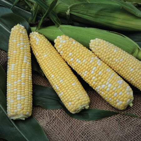Cadence XR, (F1) Corn Seed - Packet image number null