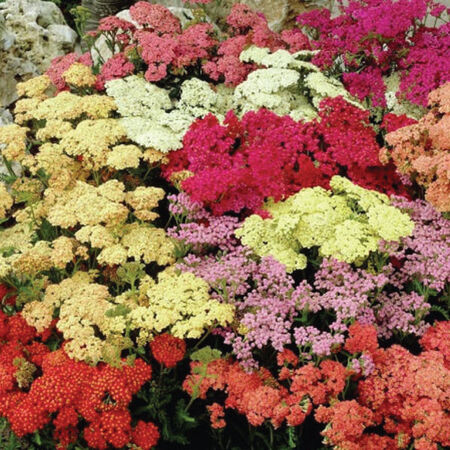 Colorado, Yarrow - Packet image number null