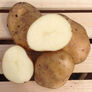 Kennebec, Seed Potatoes - 2 Pounds thumbnail number null