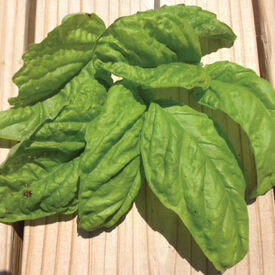 Lettuce Leaf, Basil Seeds