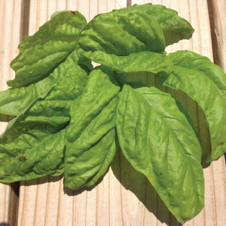 Lettuce Leaf, Basil Seeds - Packet image number null