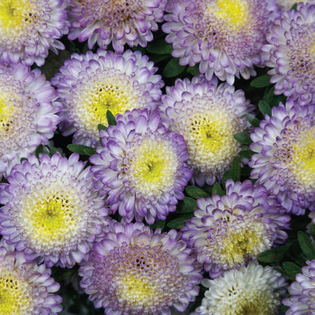 Bonita Top Blue, Aster Seeds - Packet image number null