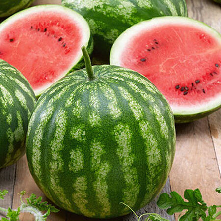 Cal Sweet Bush, Watermelon Seeds - Packet image number null
