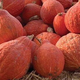 Golden Hubbard, Squash Seeds