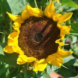 Goldeneye, (F1) Sunflower Seeds
